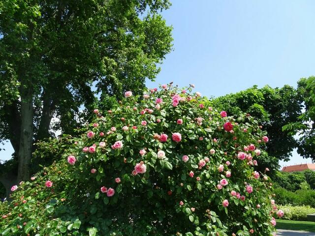Rosenblüte Volksgarten Wien