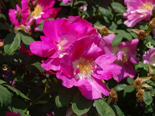 Rosenblüte Volksgarten Wien