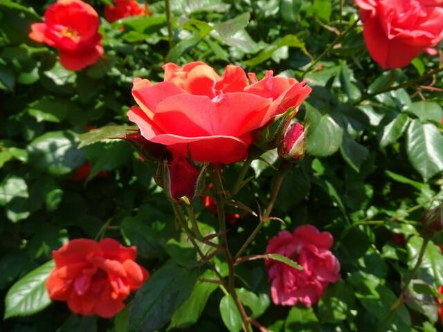 Rosenblüte Volksgarten Wien
