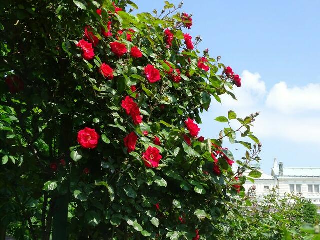 Rosenblüte Volksgarten Wien