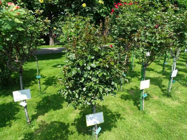 Rosenblüte Volksgarten Wien