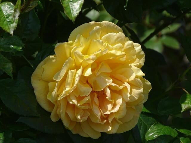 Rosenblüte Volksgarten Wien