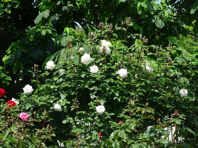 Rosenblüte Volksgarten Wien