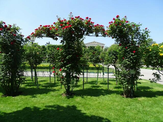 Rosenblüte Volksgarten Wien