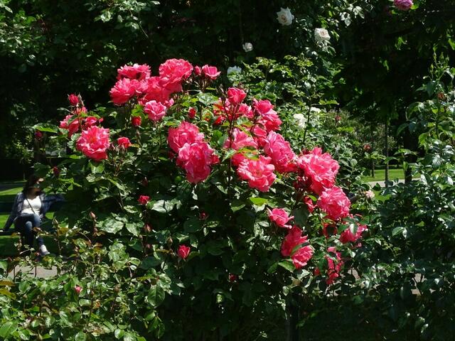 Rosenblüte Volksgarten Wien