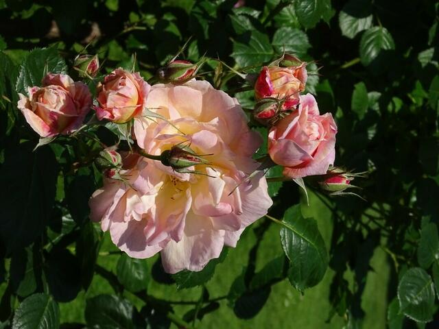 Rosenblüte Volksgarten Wien