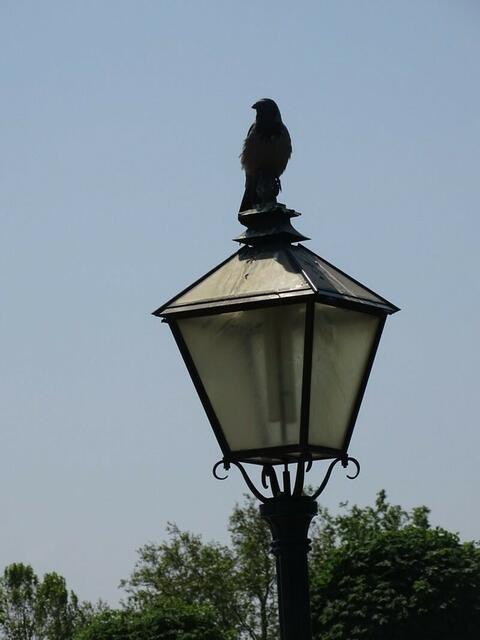 Der "Rosengarten-Adler" :-)