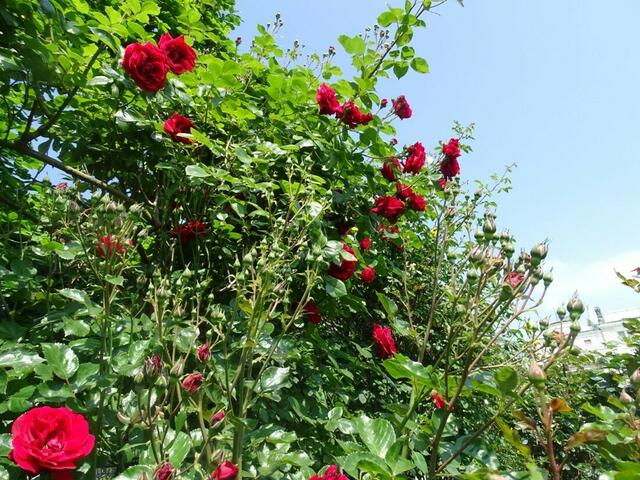 Rosenblüte Volksgarten Wien
