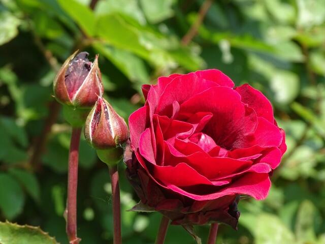 Rosenblüte Volksgarten Wien