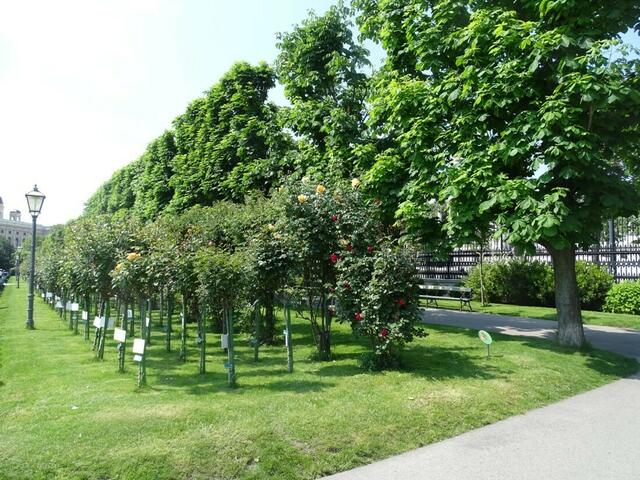 Rosenblüte Volksgarten Wien