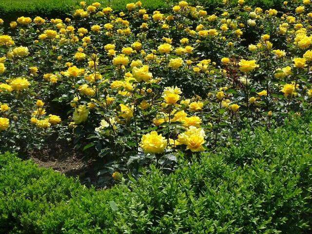 Rosenblüte Volksgarten Wien
