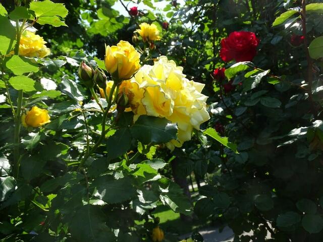 Rosenblüte Volksgarten Wien