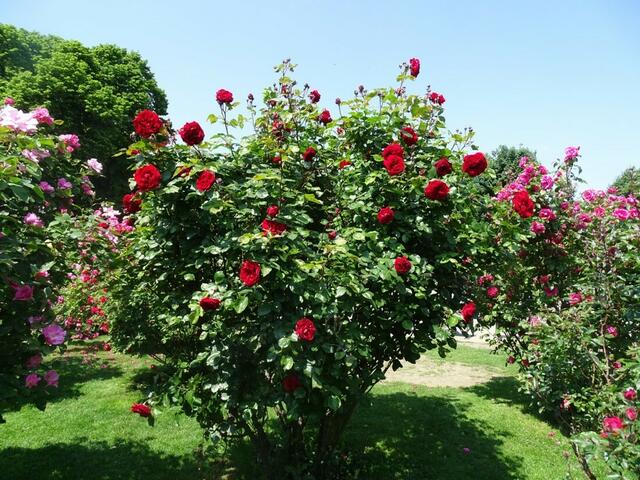 Rosenblüte Volksgarten Wien