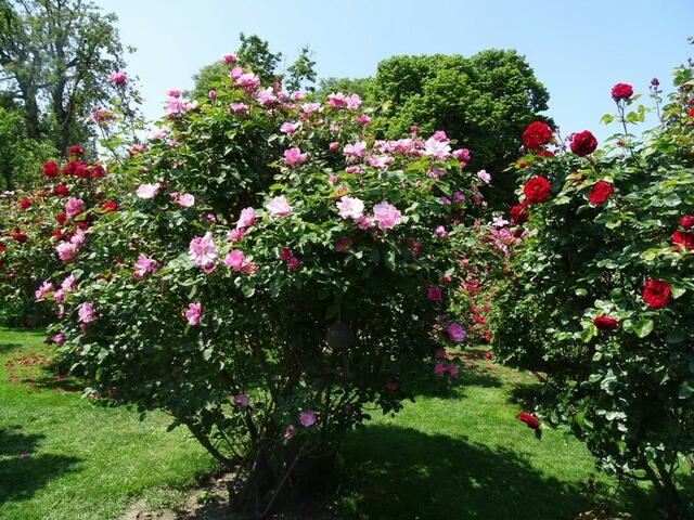 Rosenblüte Volksgarten Wien
