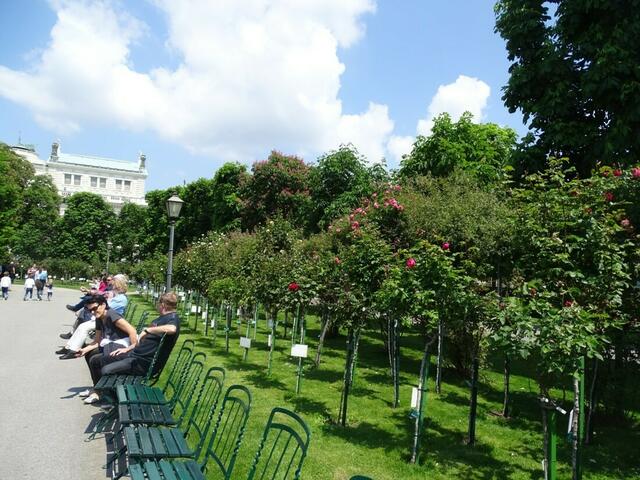 Rosenblüte Volksgarten Wien