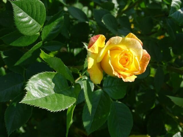 Rosenblüte Volksgarten Wien
