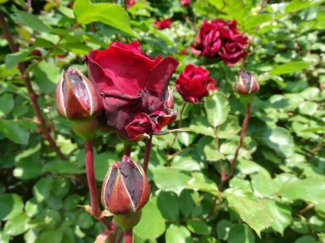 Rosenblüte Volksgarten Wien