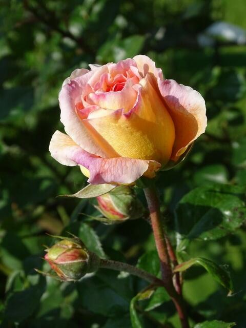 Rosenblüte Volksgarten Wien