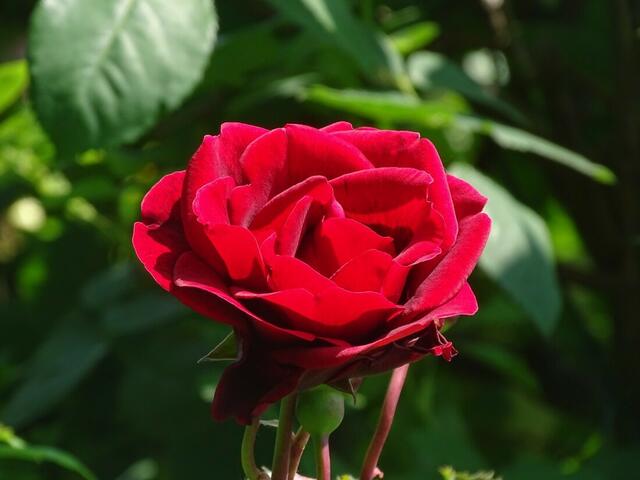 Rosenblüte Volksgarten Wien