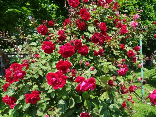 Rosenblüte Volksgarten Wien