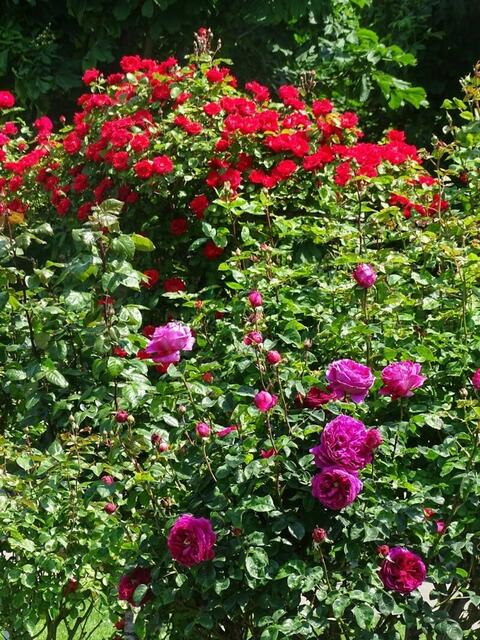 Rosenblüte Volksgarten Wien
