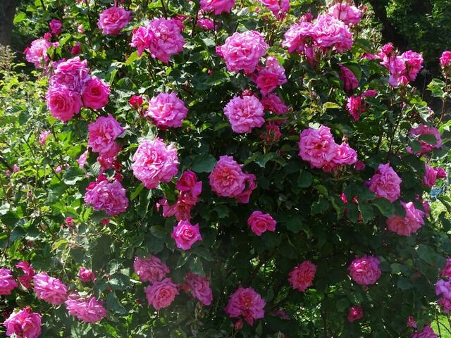 Rosenblüte Volksgarten Wien