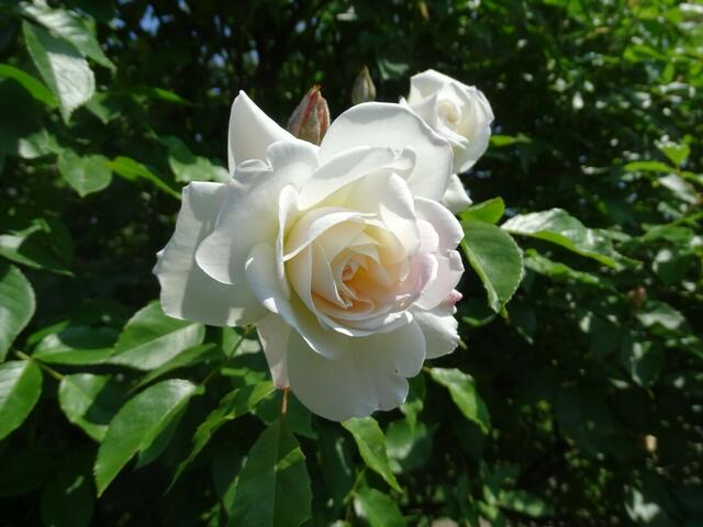 Rosenblüte Volksgarten Wien