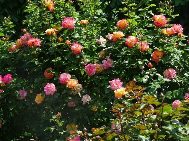 Rosenblüte Volksgarten Wien
