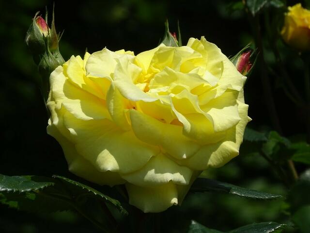 Rosenblüte Volksgarten Wien