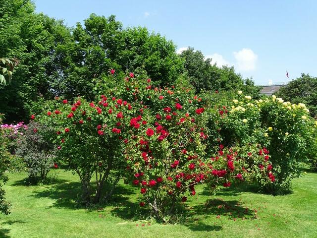 Rosenblüte Volksgarten Wien
