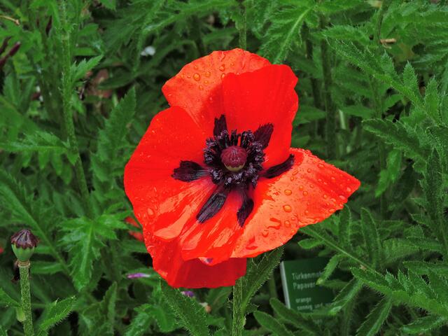 Türkenmohn.