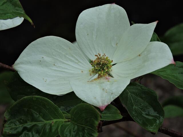 Cornus Venus,eine Neuzüchtung.