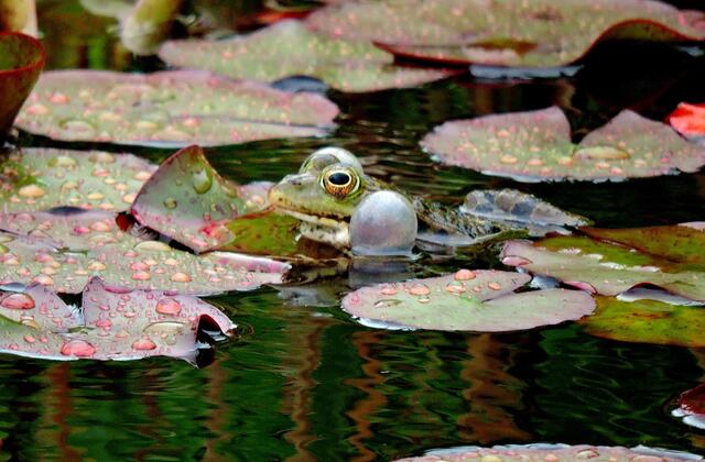 Teichfrosch beim "Konzert"!