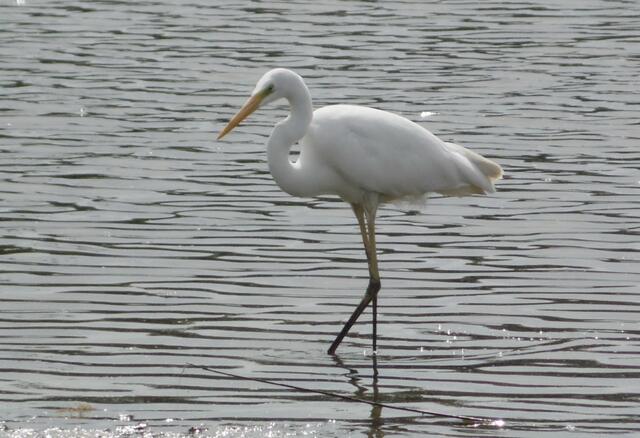 Überall in der Leineaue kann man Wasservögel beobachten. Störche, Grau- und Silberreiher, natürlich Grau- und auch Kanadagänse. Und auch der Biber hat sich an der Alten Leine wieder angesiedelt.