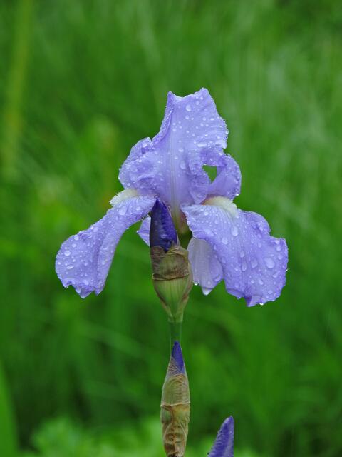Blaue Schwertlilie.
