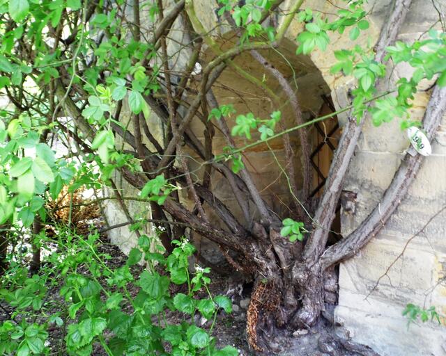 Der Tausendjährige Rosenstock. Nach dem Krieg zu neuem Leben erwacht.