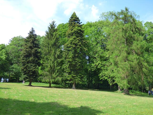 Es gibt im Park auch einige exotische Bäume. Leider steht kein Schild daneben, nur am Ausgang zum Yoga-Zentrum steht eine Tafel, auf der die Bäume benannt und ihr Standort aufgezeigt sind. Ein wenig unpraktisch, wie ich finde.
