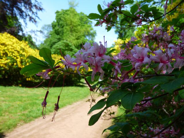 Wunderschöne Blüten