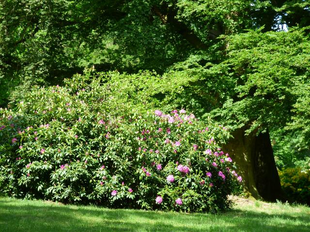 Die lila Rhododendron waren noch nicht aufgeblüht.