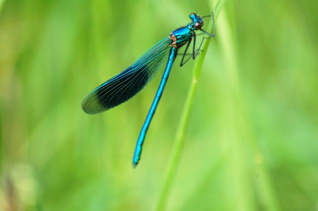 Blauflügel-Prachtlibelle