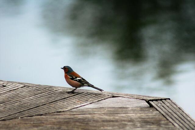 Ein fleißiger Sänger