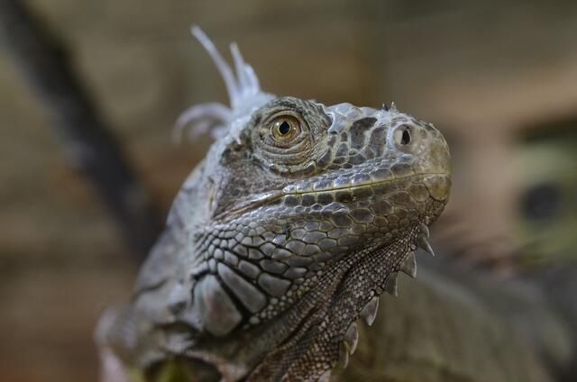 so lange wie seine Art lebt, schafft es myheimat sicher nicht - meinte er
