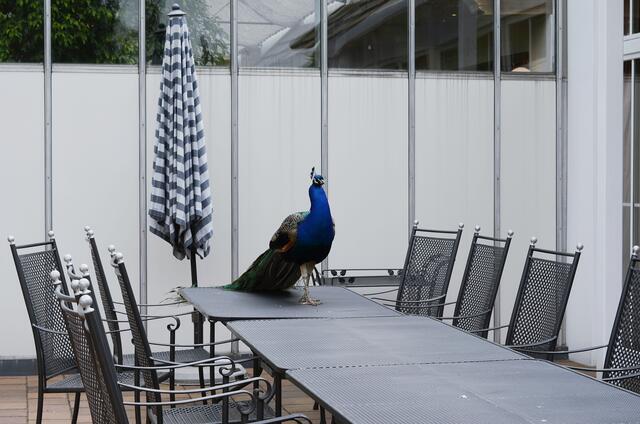 eine Show speziell für uns - fast ein  'Catwalk'