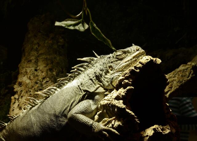 aber so alt wie seine Art ist das alles noch lange nicht