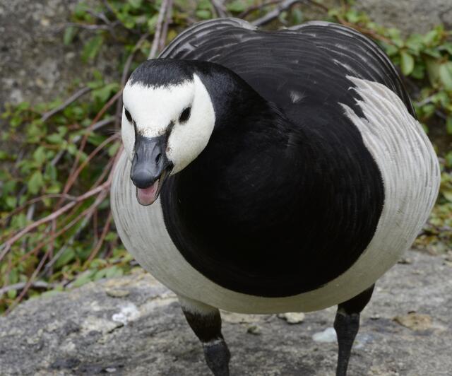 Tierischer Gedankenaustausch:  "Komm nicht so nah"