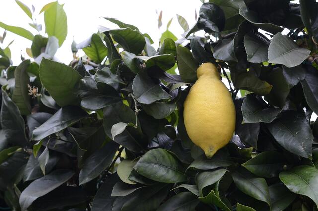 sauer wurden WIR  nicht - aber Sauer macht lustig