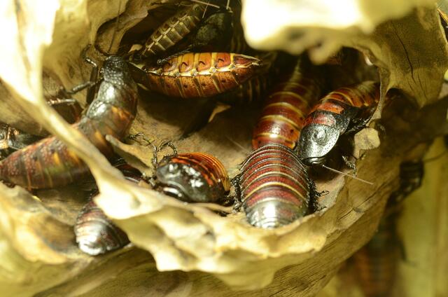 das stand nicht vor uns als Imbiss - wir knusperten lieber bayrische Spezialitäten - Brezn.........