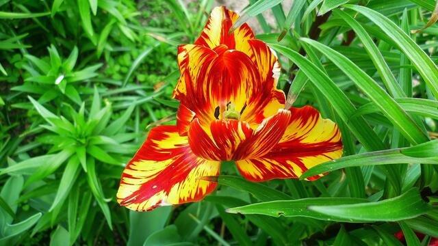 Originale der Makros - Fotoausstellung 2016 zum Thema "Rund um die Natur" / Mai 2016 !
