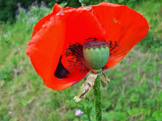 Originale der Makros - Fotoausstellung 2016 zum Thema "Rund um die Natur" / Mai 2016 !
