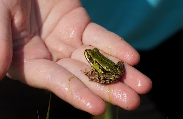 Vertraut mit der Natur. Eine jugendliche Naturfreundin hält, während einer Führung auf dem Gelände des NABU Wedemark am Trafoturm in Brelingen,  einen  Wasserfrosch auf der Hand.